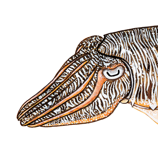 Σουπια Ινδιας