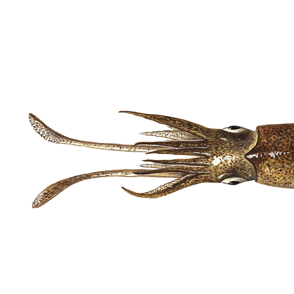 Καλαμαρι Παταγονιας