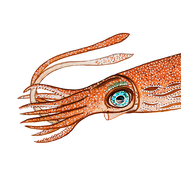 KAΛΑΜΑΡΙ ΠΕΛΑΓΙΚΟ